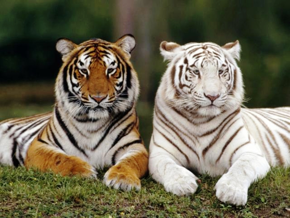 tigres