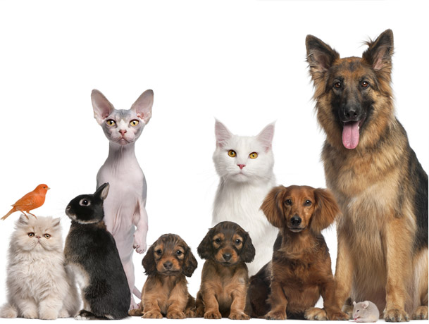 animais-membros-da-familia