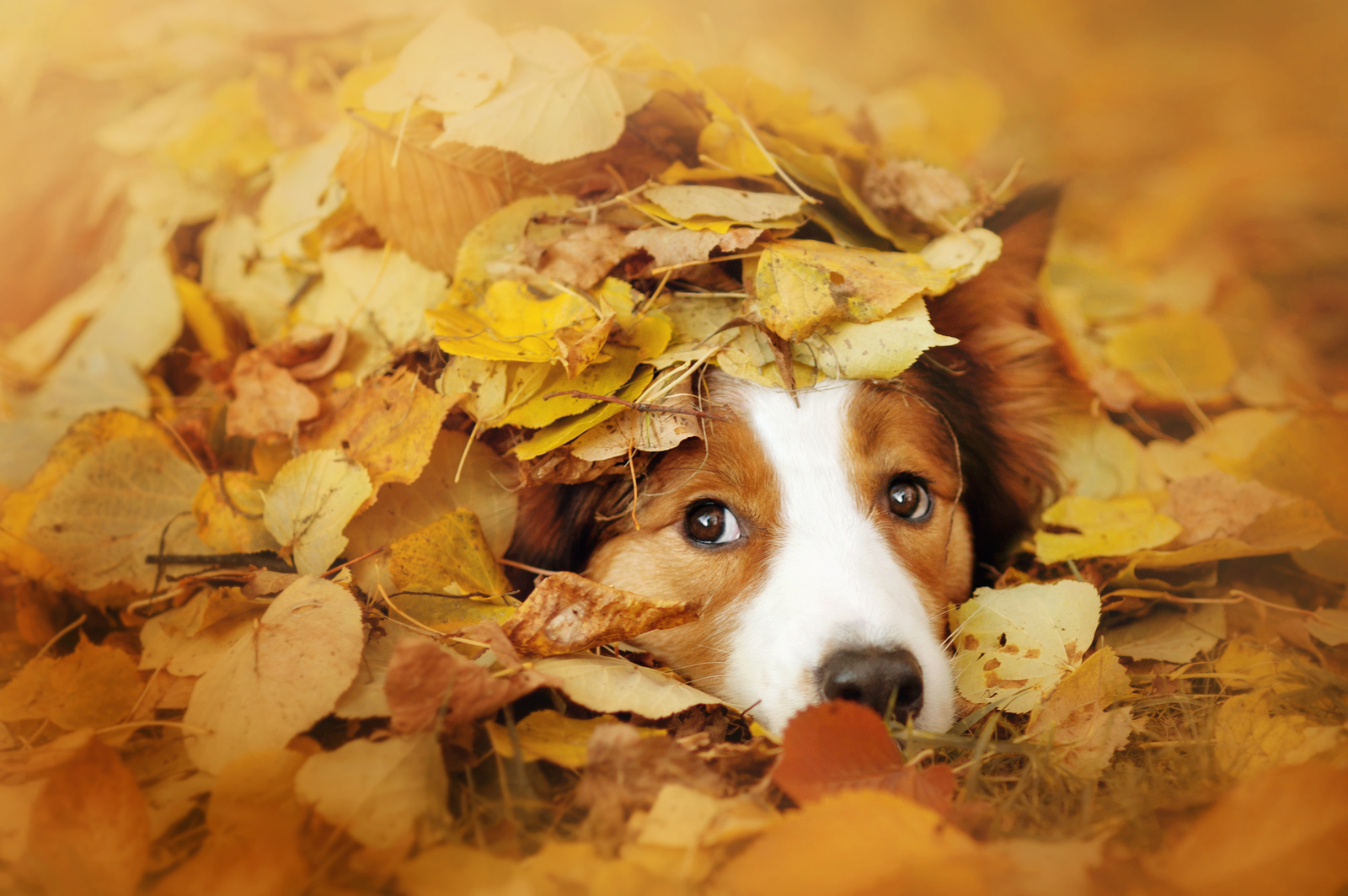 young red border collie dog playing with leaves in autumn