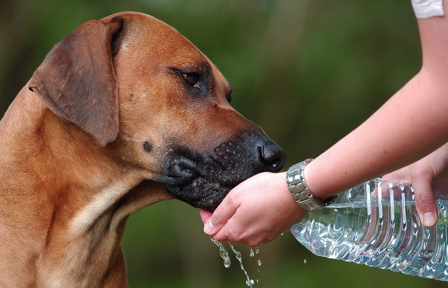 cachorro-agua