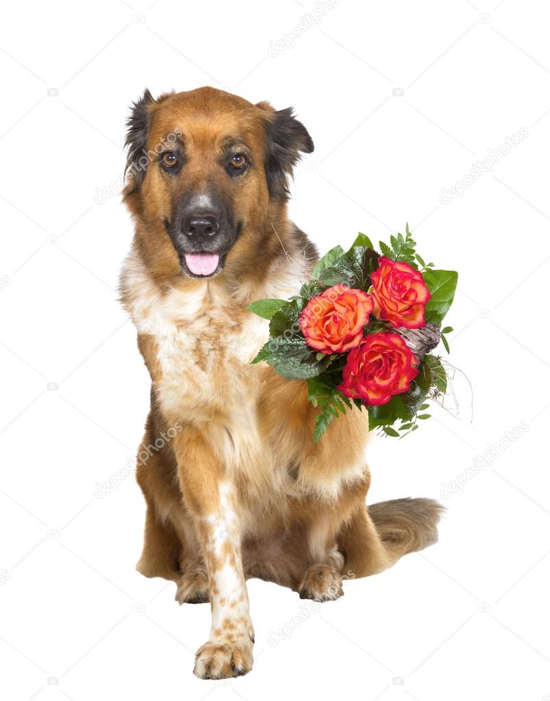 depositphotos_24557283-stock-photo-adorable-dog-offering-a-posy