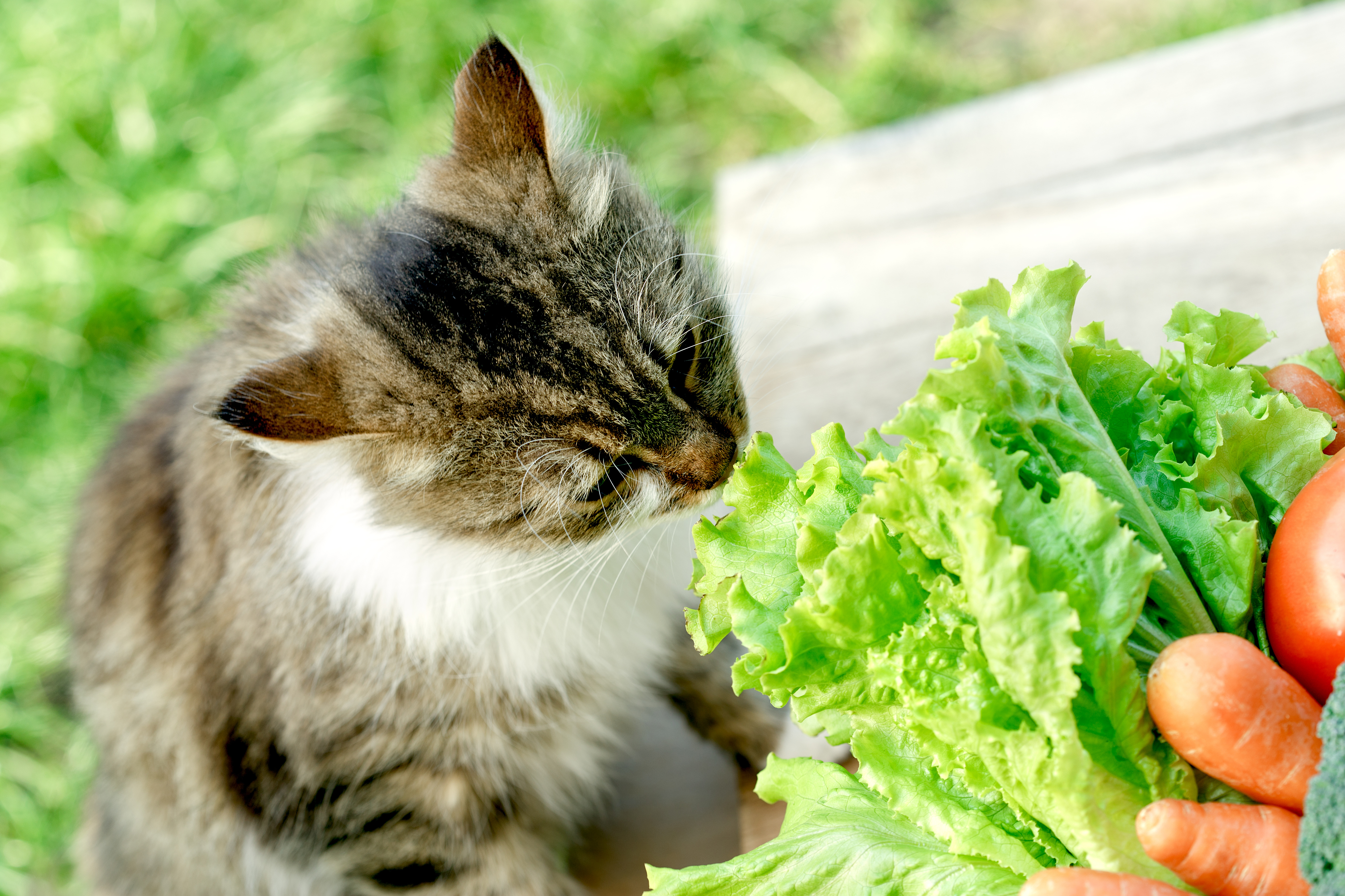 gatos_vegetais