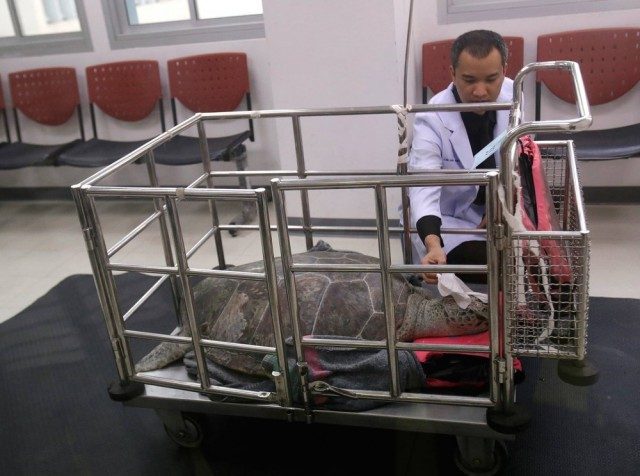 thailand-turtle-troub-fran-640x476