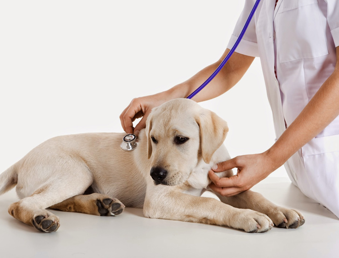 veterinario_achouservicos_1