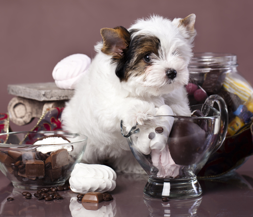 cachorrocomechocolate