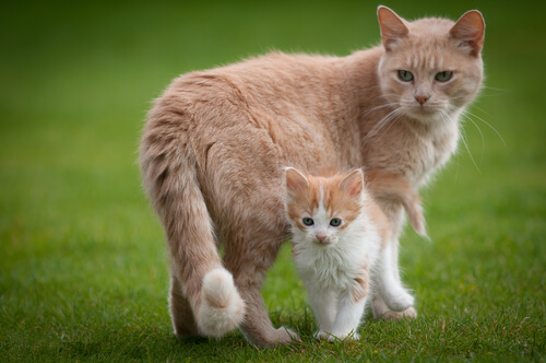 gato-e-cachorro