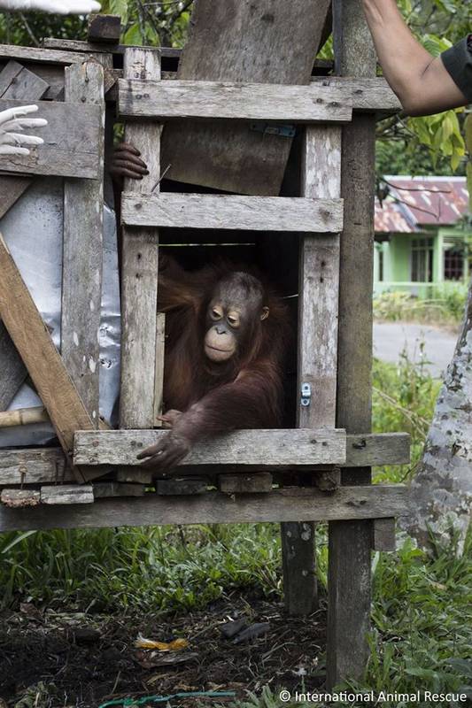macaco2 (2)