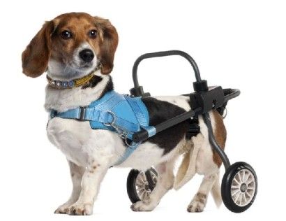 b58041a7f55ebfdc1b962c5395e80e29--amputation-dog-lovers