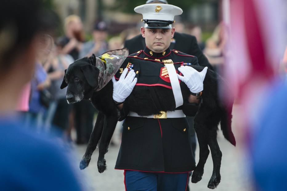 U.S. Marine veteran Lance Cpl. Jeff DeYoung carries Cena a 10-year-old black lab who was a military service dog, aboard the LST 393 where he was put down on Wednesday, July 26, 2017 in Muskegon, Mich. Cena was diagnosed with an aggressive form of bone cancer after DeYoung noticed he wasn't putting weight on his front left leg.  (Joel Bissell /Muskegon Chronicle via AP)