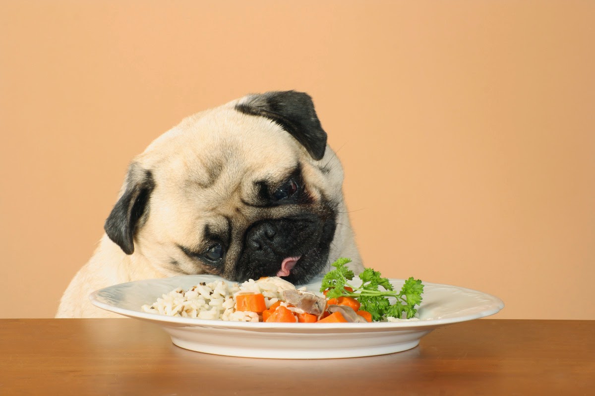 Alimente Seu Pug www.pugcuriosidades.blogspot.com.br 2