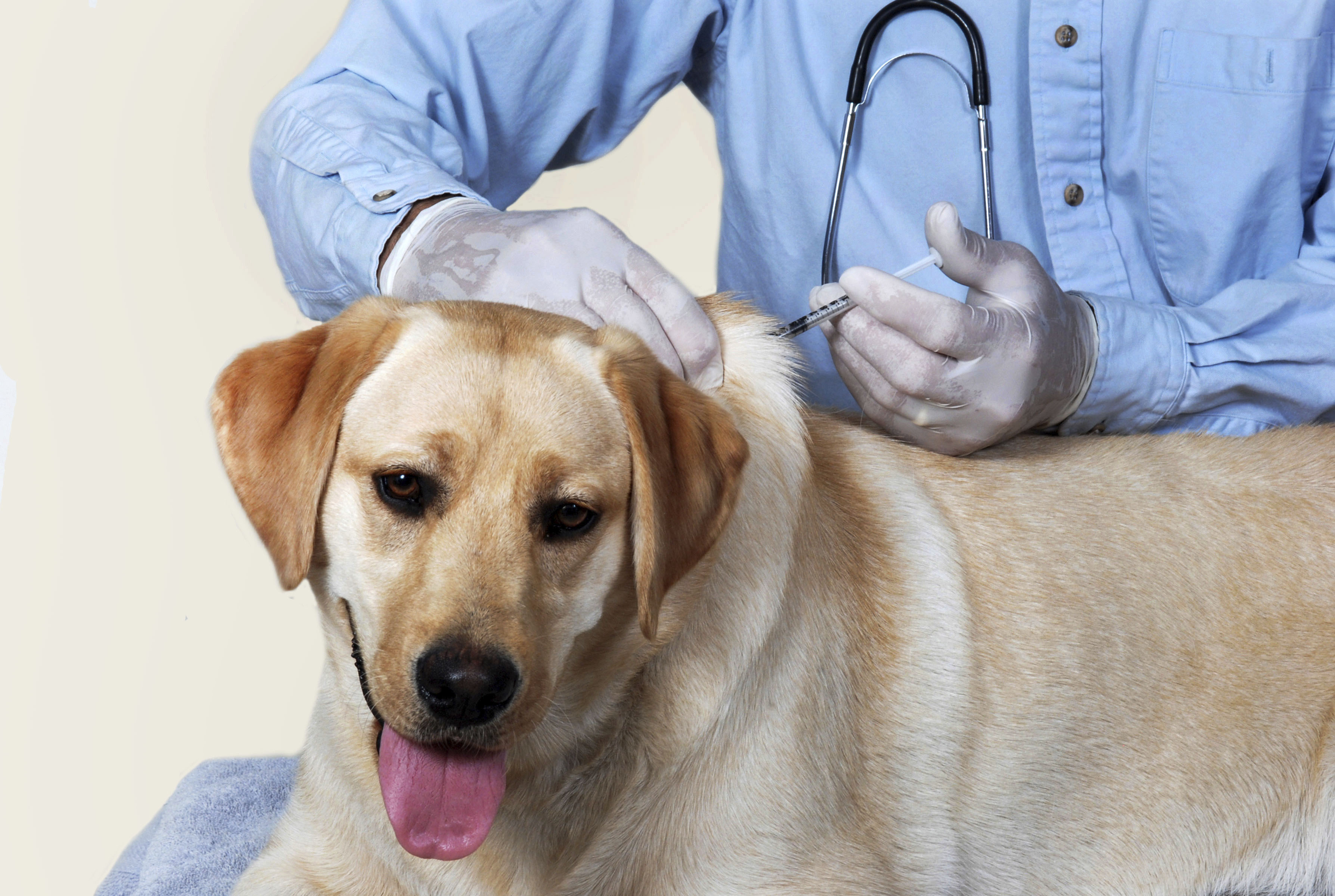 Vaccination. Yellow Lab