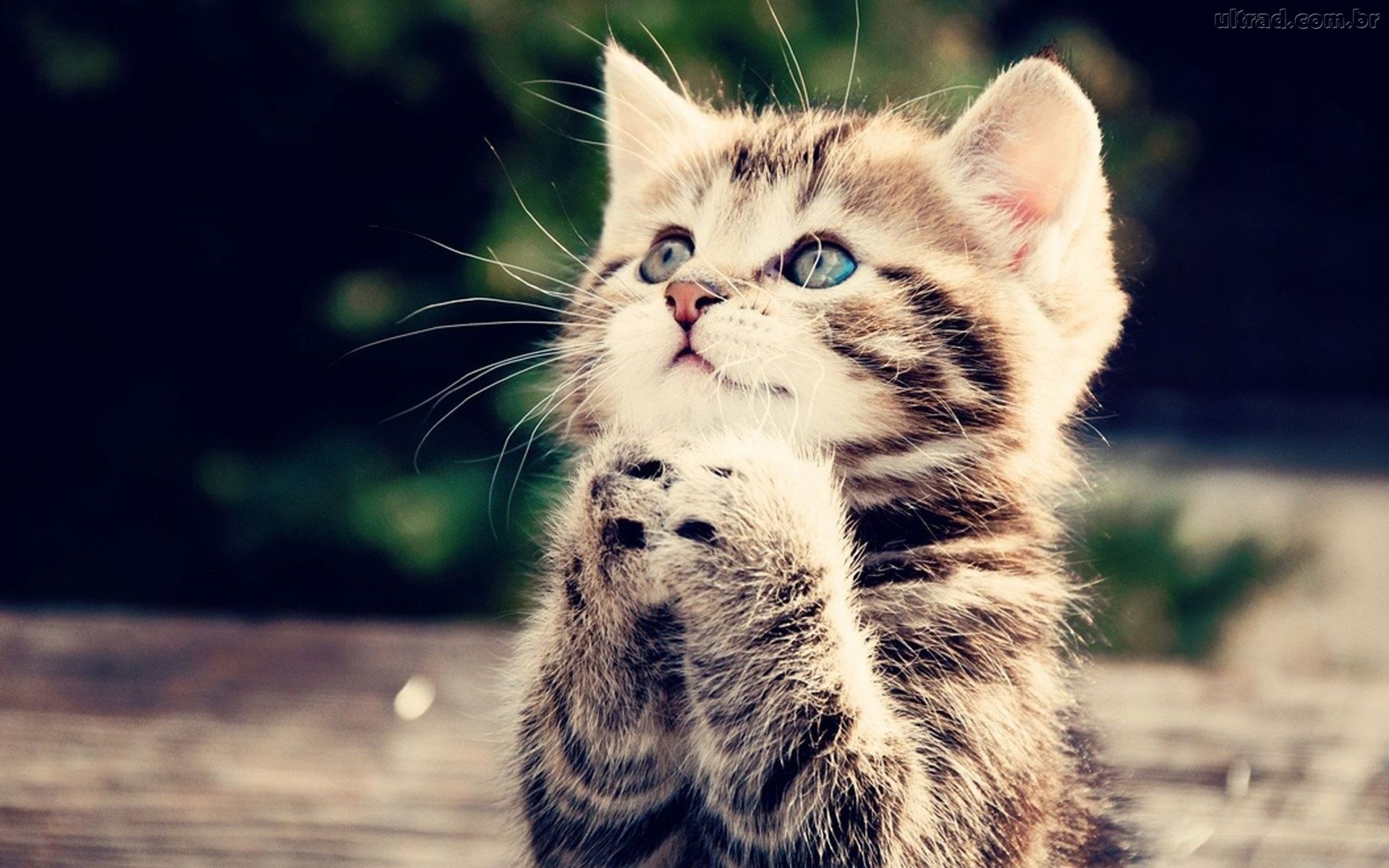 Gatinho