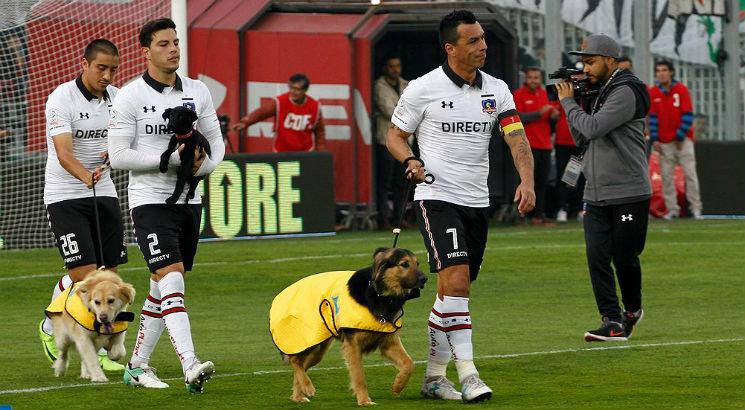 colo-colo-dogs