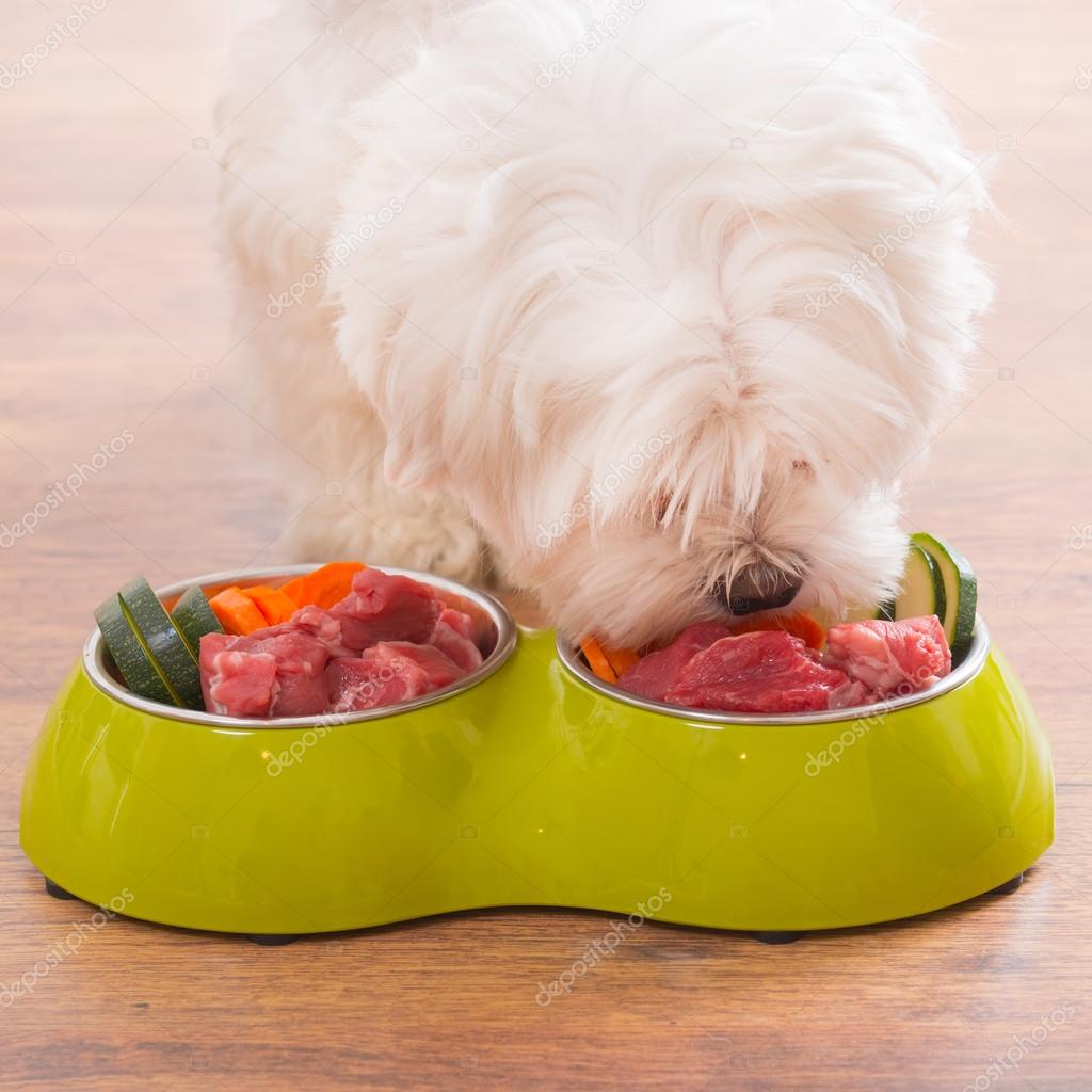 depositphotos_104740650-stock-photo-dog-eating-natural-food-from