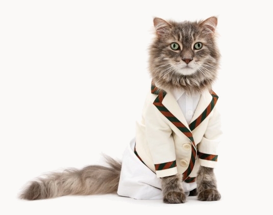 kitty1-g-20101111