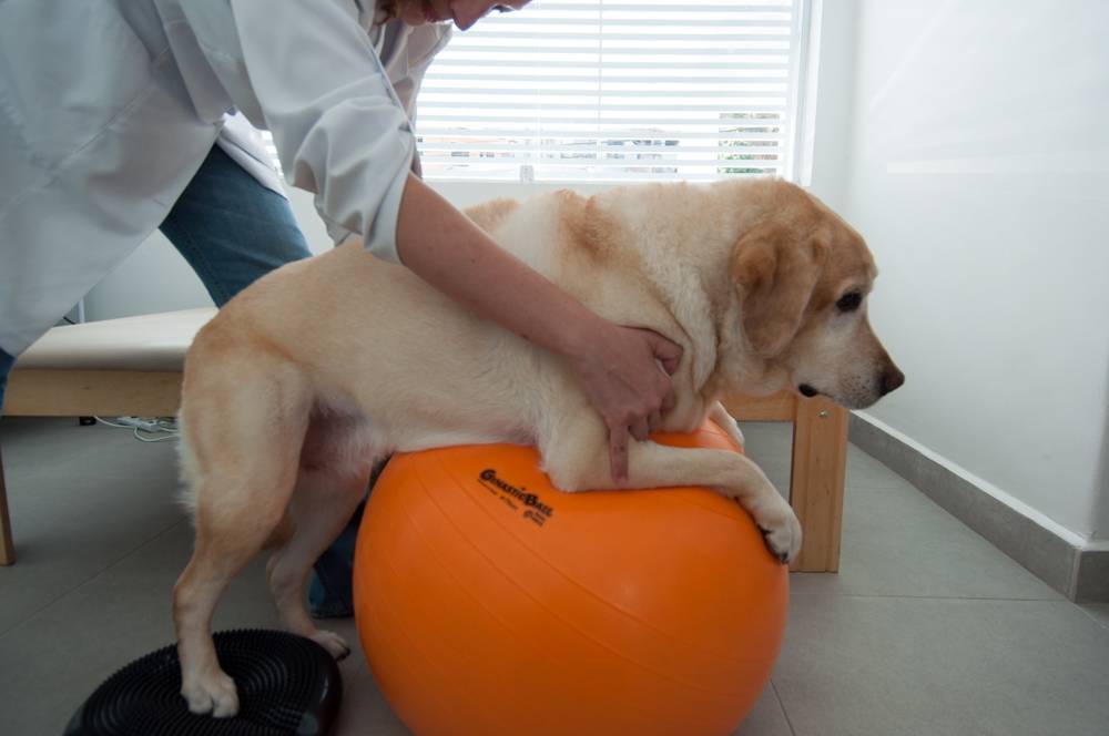 servico-fisioterapia-para-animais-na-vila-leopoldina