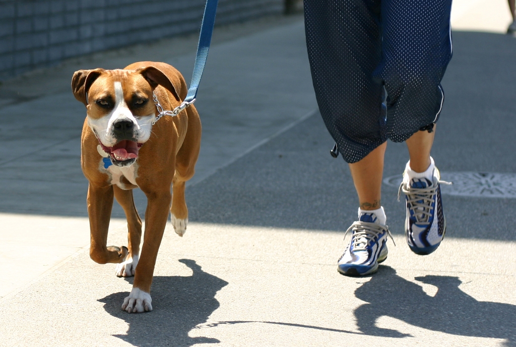 How-to-Run-With-a-Dog-on-a-Leash