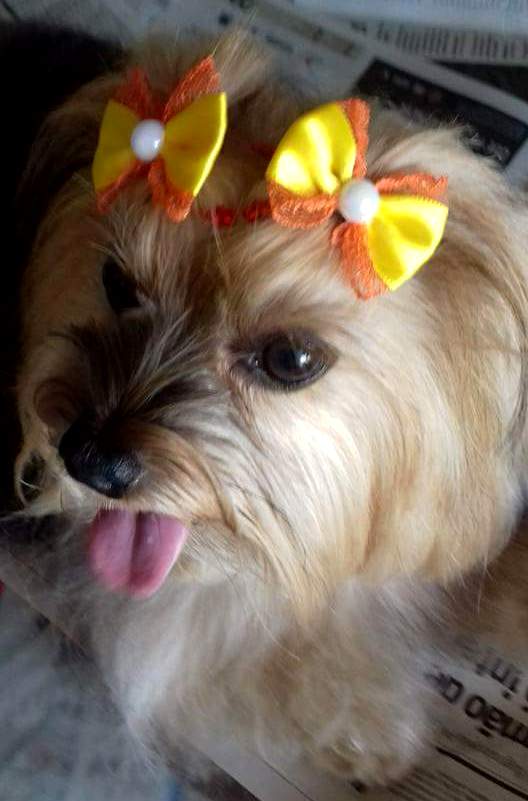 Xuxinha da Joelma