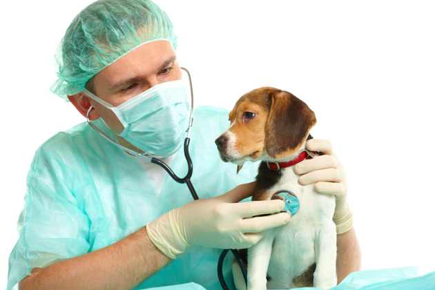 clinica-veterinaria