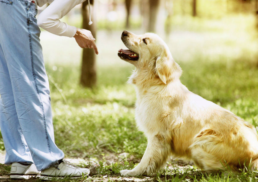 erros-adestrar-cachorro-personalidade