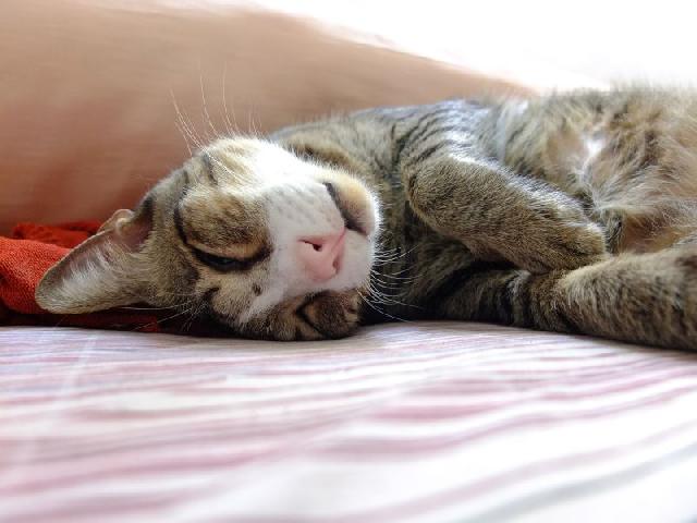 gato-gripado