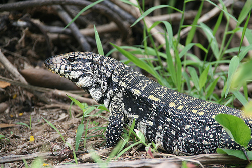 Lagarto-Teiu-Vermelho-9