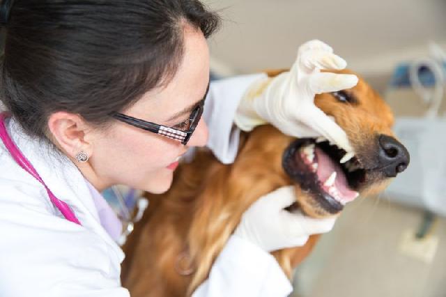 cachorro-tem-dente-leite