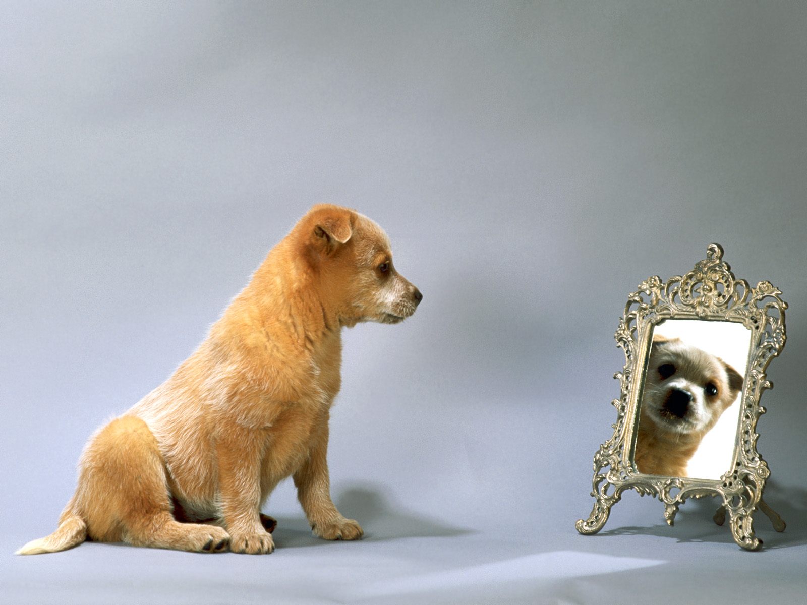 cachorro_australiano_olhando_no_espelho_1cb230b316995648a3dc31fee1736b28_cachorro australiano olhando no espelho