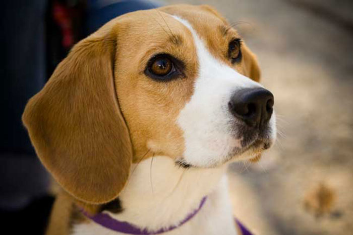 caes-beagle