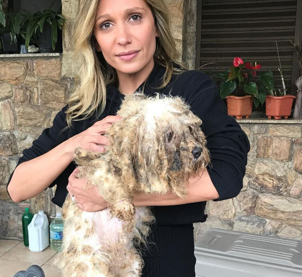 resgate-de-135-animais-de-canil-feito-por-luisa-mell-choca-redes-sociais-pdd