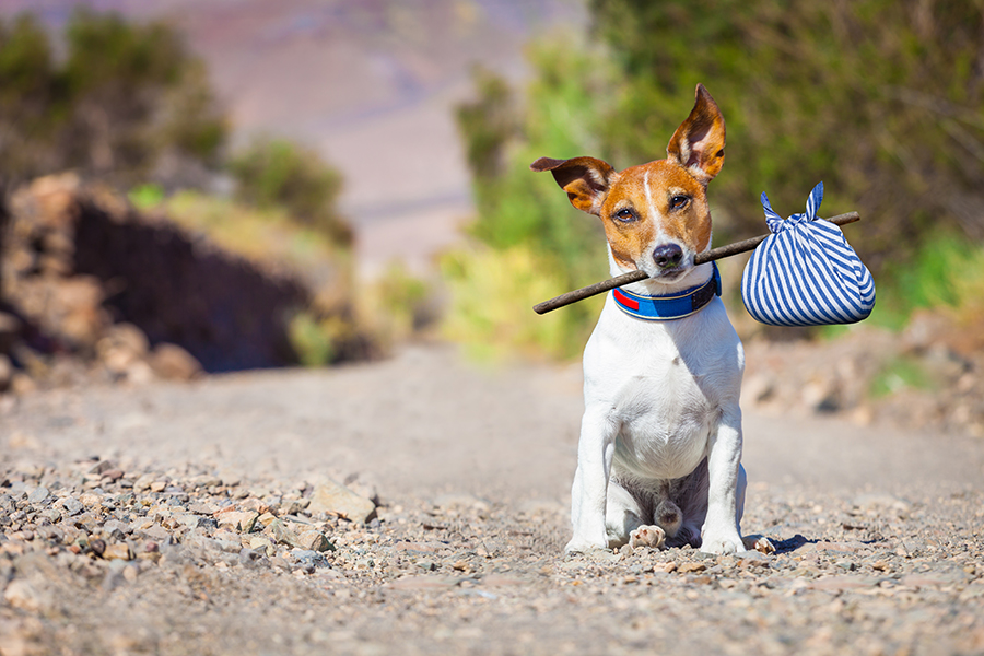 shutterstock_302205851