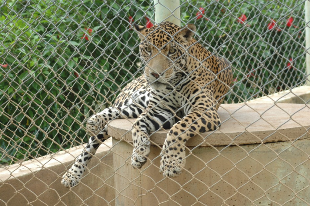 zoológico-são-francisco-das-chagas-de-canindé-4
