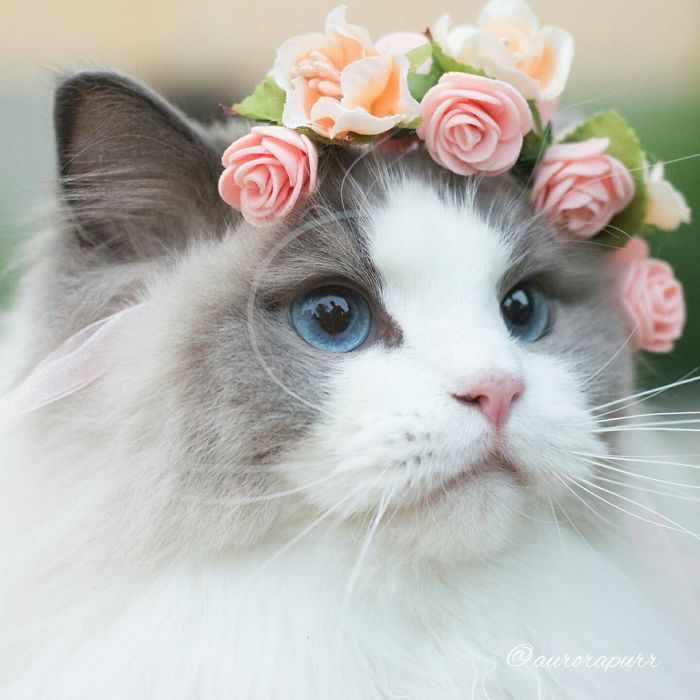 5e5f488a794e9b2d55c650db6b4c7643--fluffy-kittens-fluffy-cat