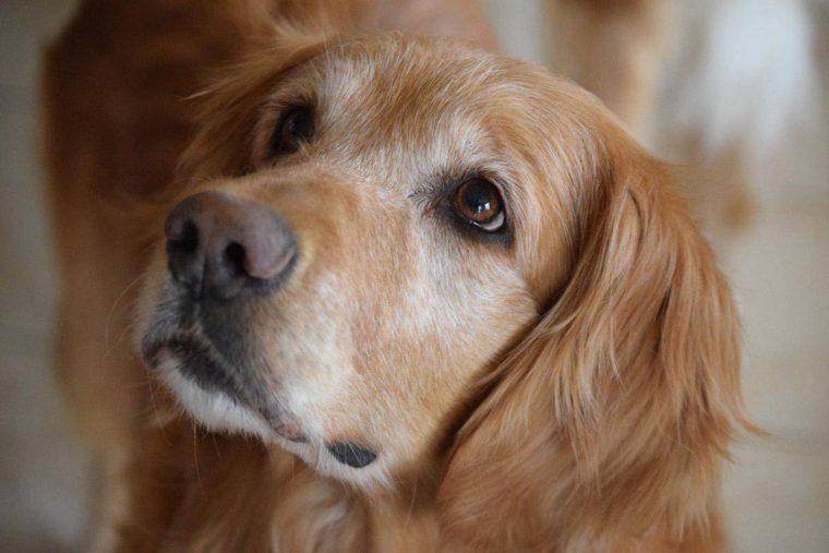 cão-noite-1-760x507