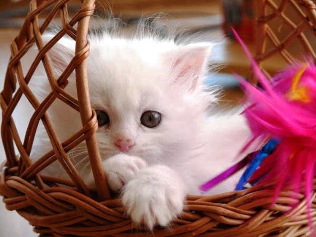 gatos-fofos-13-1024x768