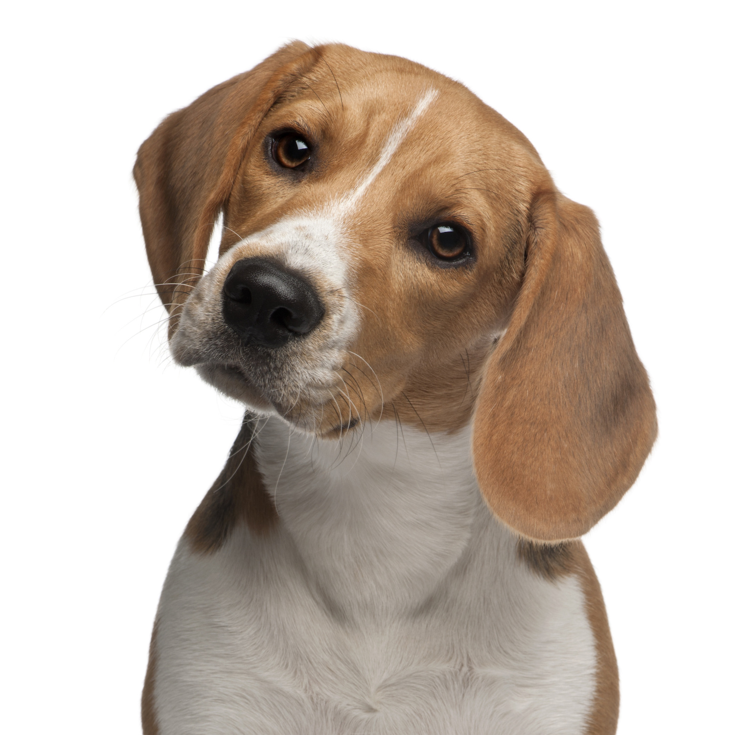 Beagle (6 months old)