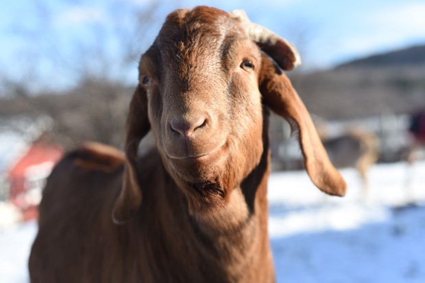 farm-sanctuary-_credit_farm_sanctuary