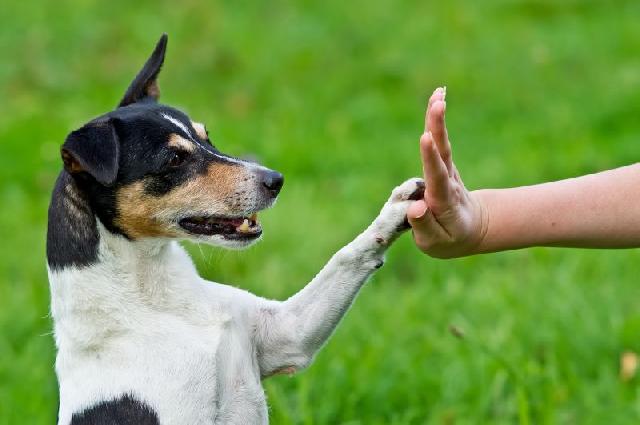 clicker-para-adestramento (2)
