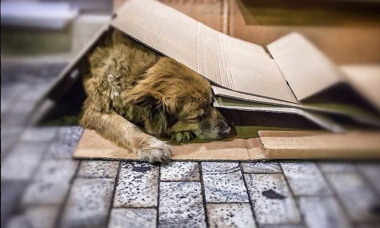 cão-câmera-e-gopro-compressed