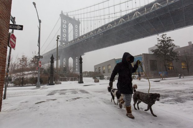 A person walks their dogs in front of Manhattan Bridge in Dumbo, during the snow 'bomb cyclone' which is hitting New York, where schools have been closed and flights may be grounded. 04 January 2018. PHOTOGRAPH BY Adam Gray / Barcroft Images