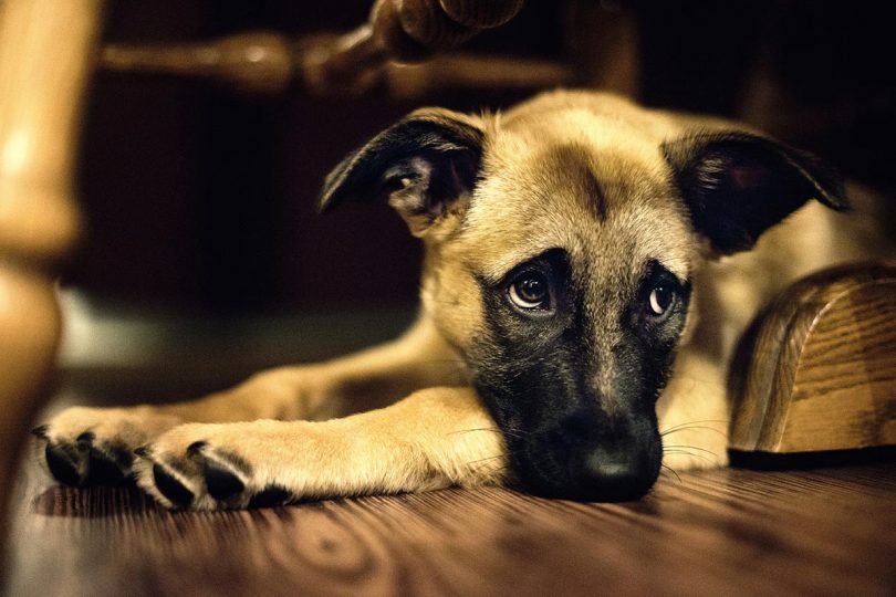 cachorro-com-anemia-e1463437794535