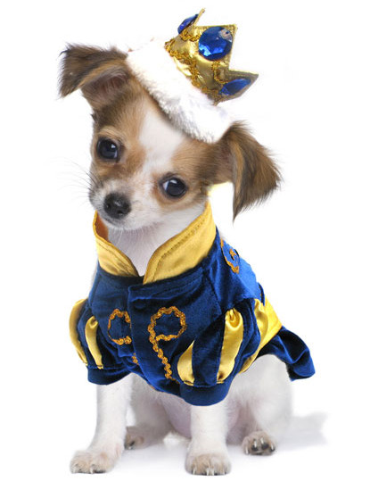 fantasias-para-cachorros-45