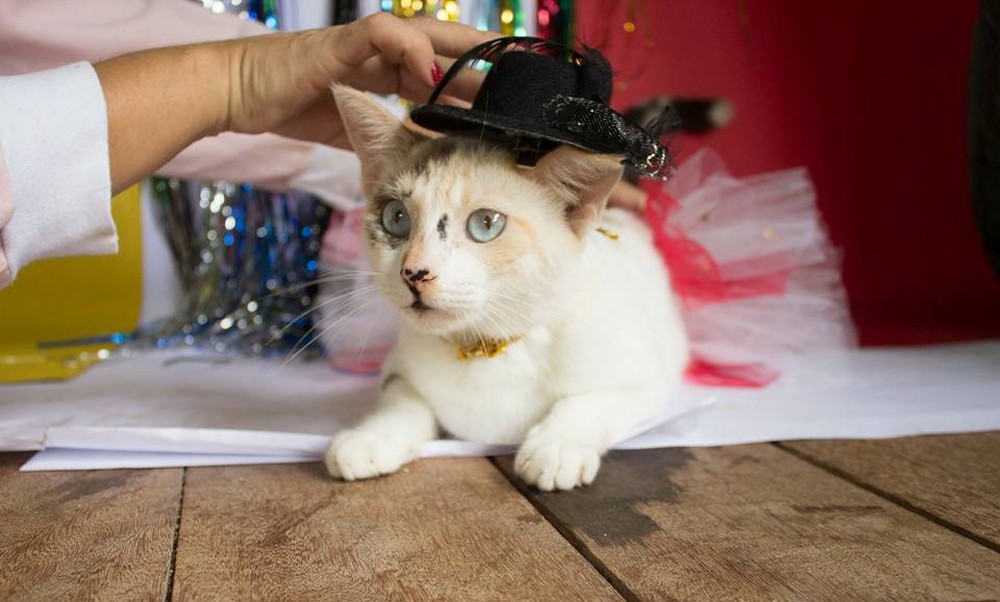 gato2