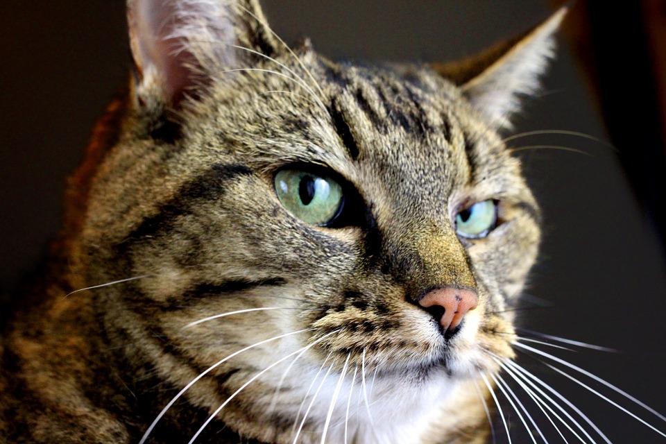tabby-216143_960_720