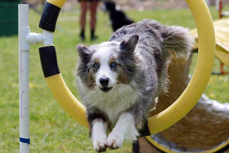 agility3