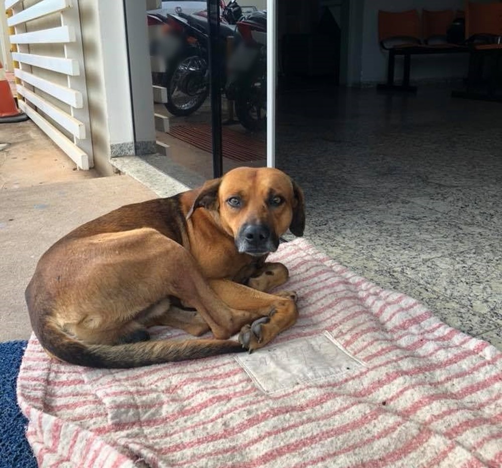 cachorro-correto