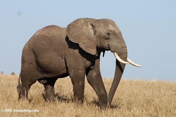 elefante_africano