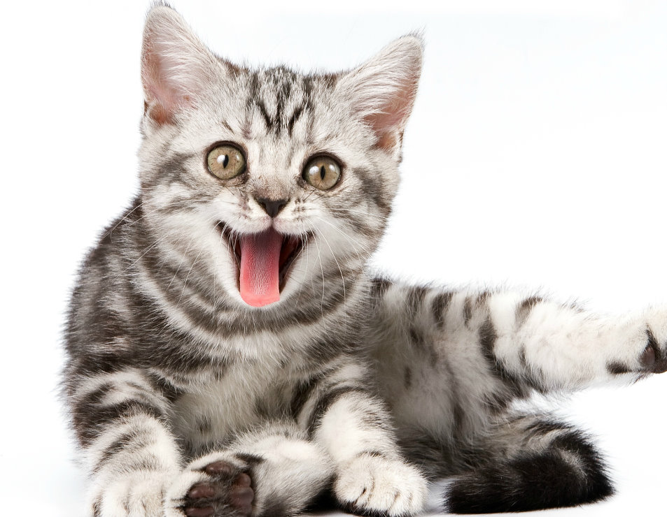gato_lingua_de_fora