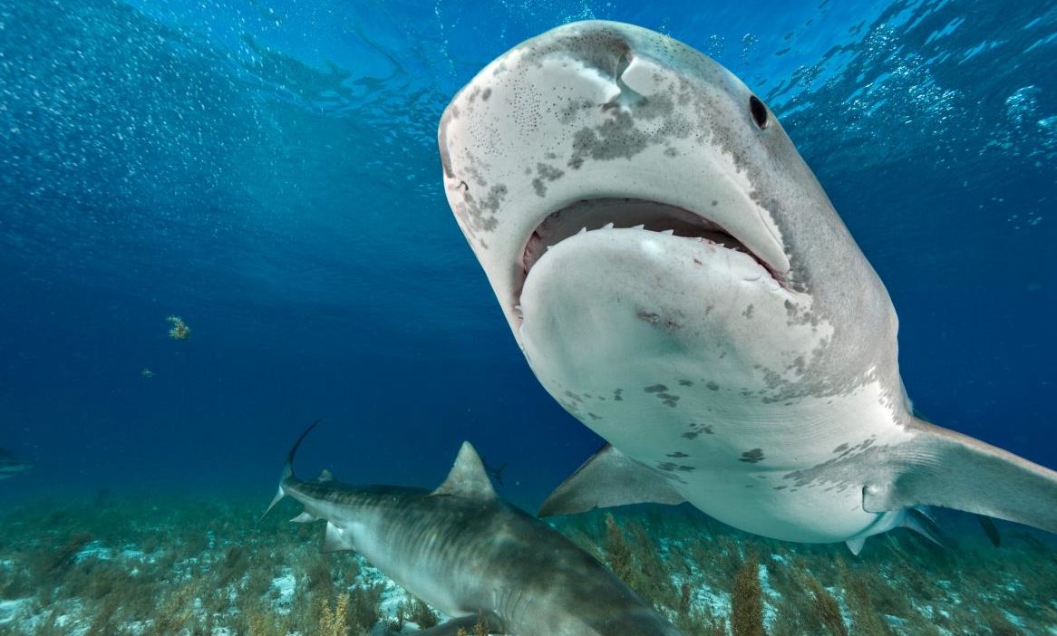 tiger_shark_tourist_NationalGeographic_2401355