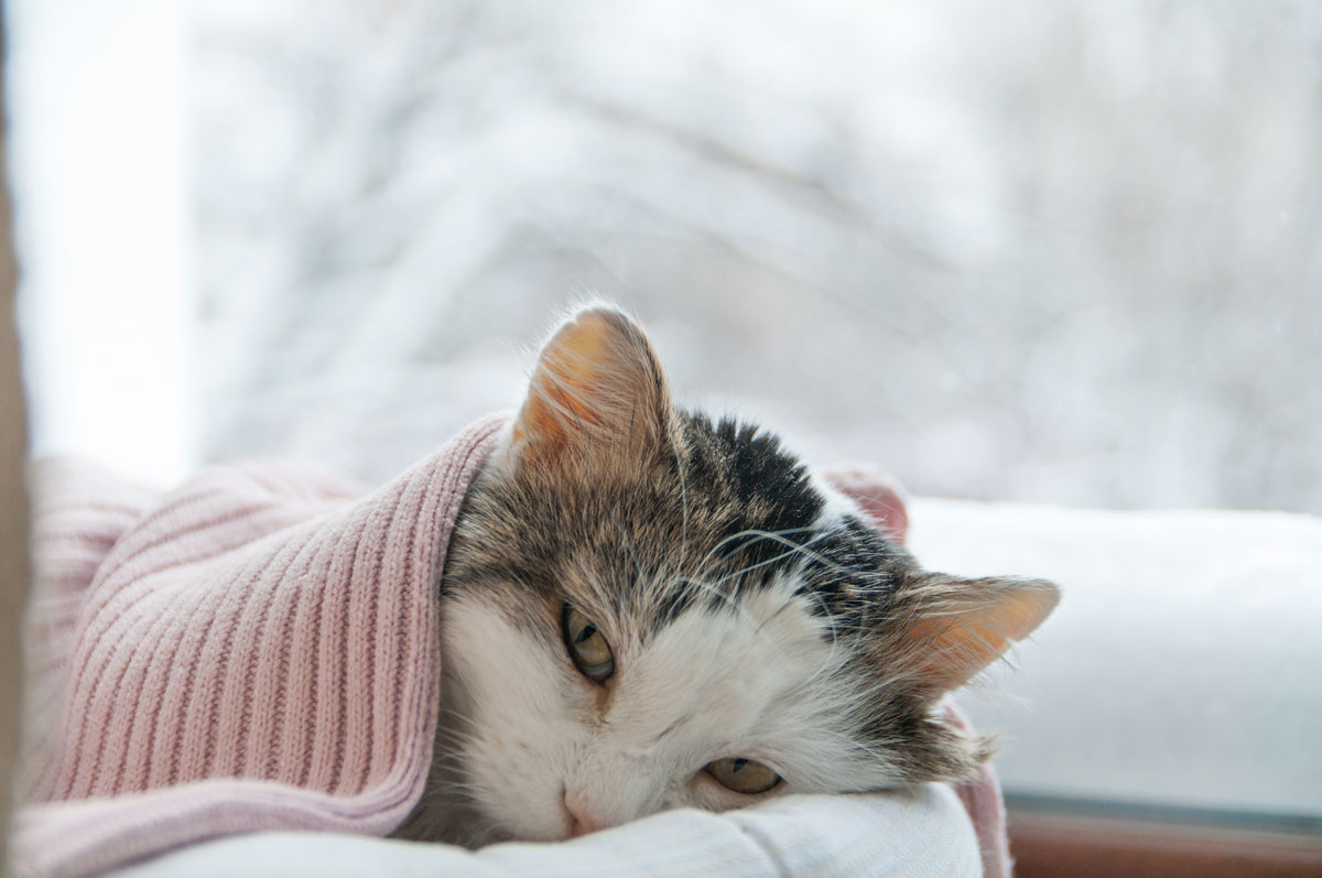 Katze-unter-Deckec-Germanova-Antonina-shutterstock